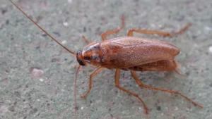 kecoak jerman pest control