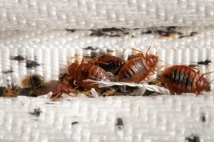 pest control kutu