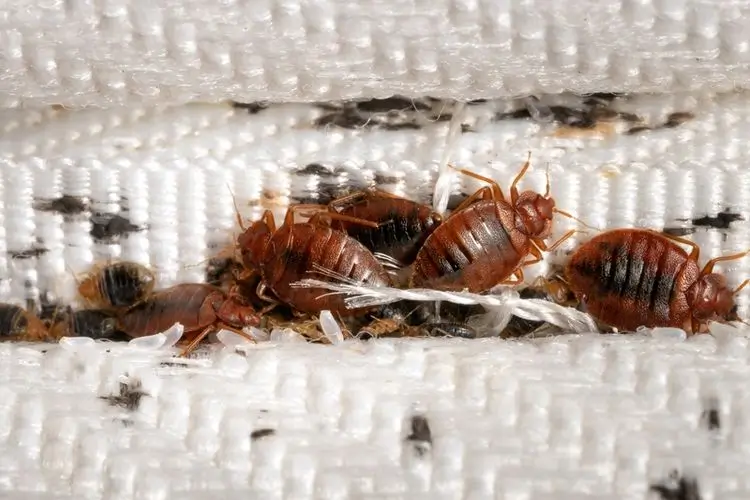 pest control kutu
