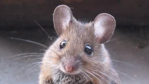 pest control tikus