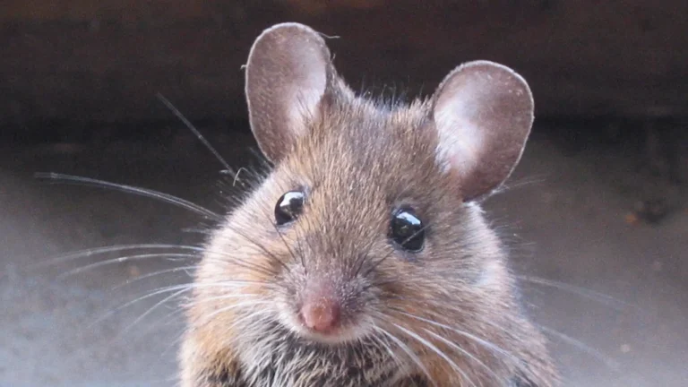 pest control tikus